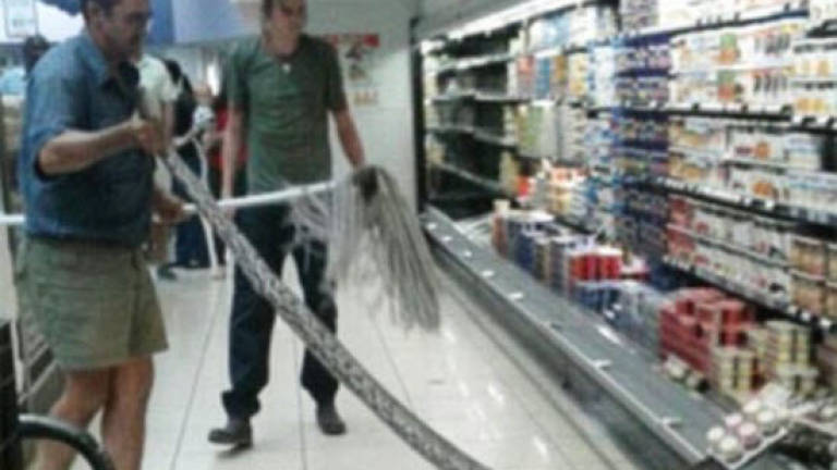 Python goes shopping, cools off in dairy aisle