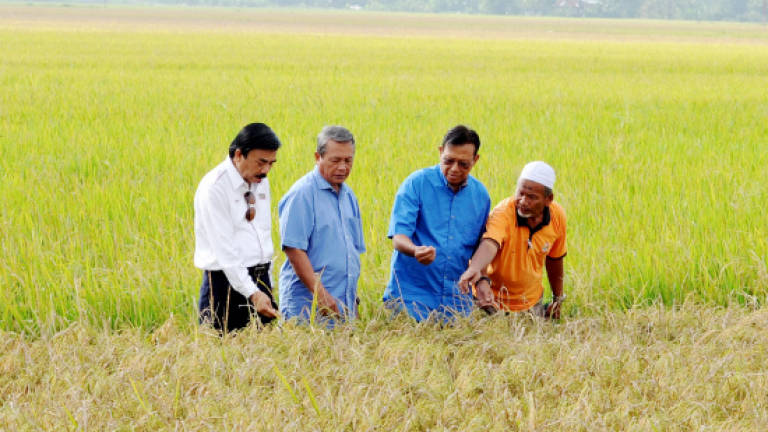 Gov't allocates RM3.7m additional funds to help farmers affected by blight