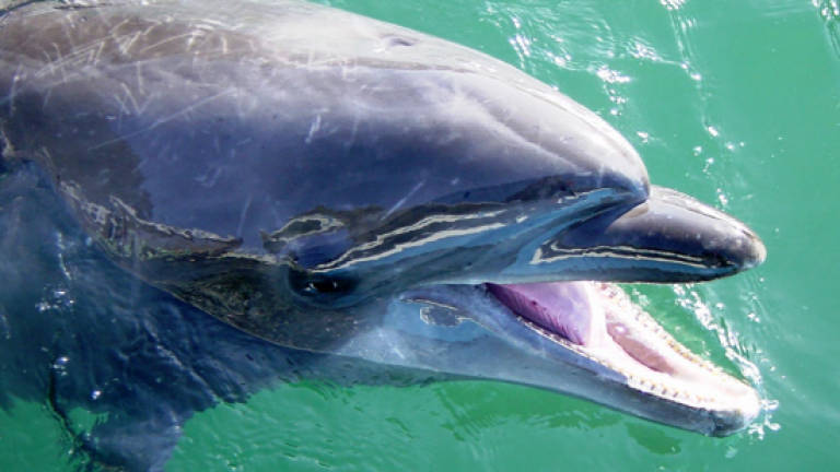 Longest living dolphin in captivity dies at Japan aquarium