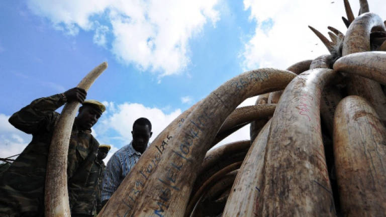 US announces near-total ban on trade of African elephant ivory