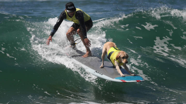 Sea dogs take the lead at unique US surf competition