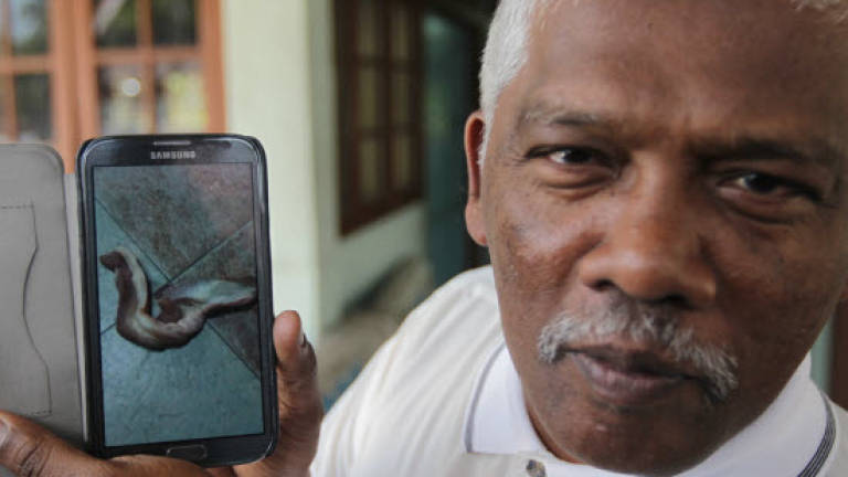 Meat found in mosque compound Meat found in mosque compound