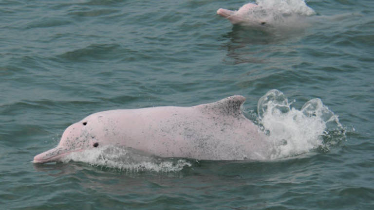 Taiwan sets up sanctuary for endangered humpback dolphin