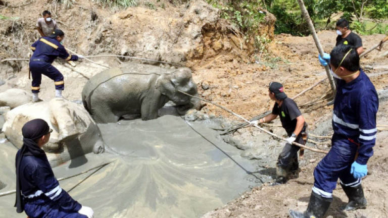 Nine elephants stuck in mud pool, five died