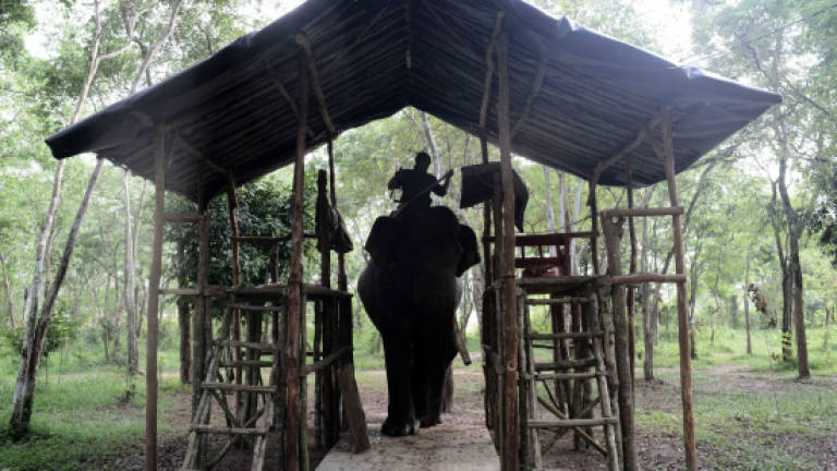 Captive elephants help save wild cousins on forest frontline