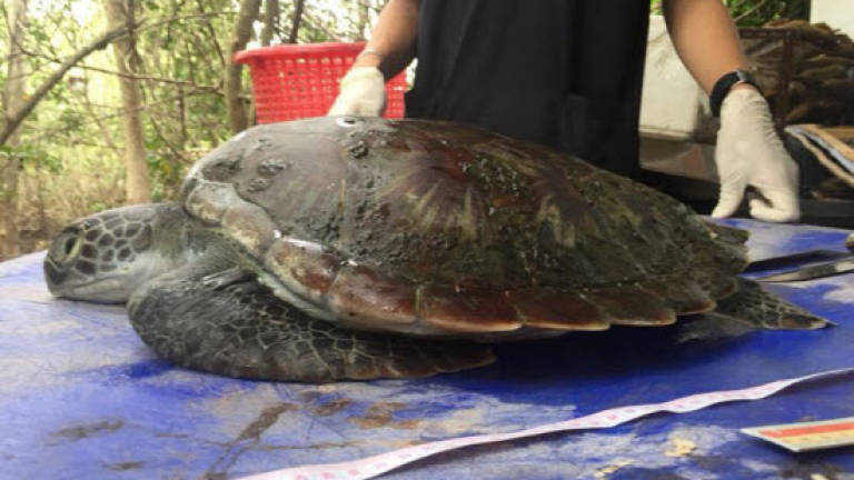 Thai turtle's plastic-filled stomach highlights ocean crisis