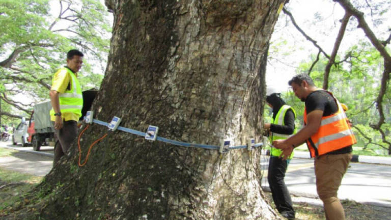 Taiping Municipal Council checks age of trees in lake gardens