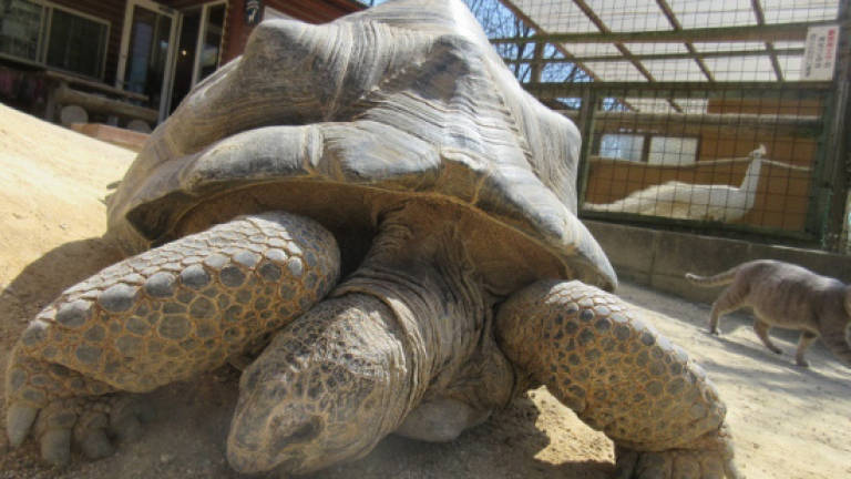 Surprisingly fleet-footed giant tortoise escapes Japan zoo ... again