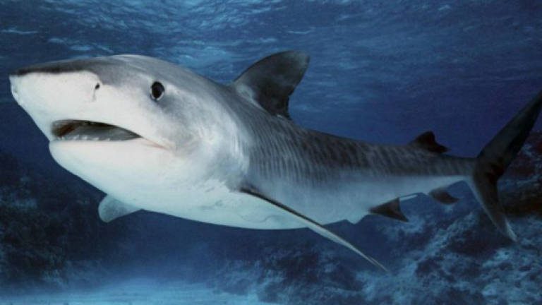 Shark attacks kitesurfer in New Caledonia