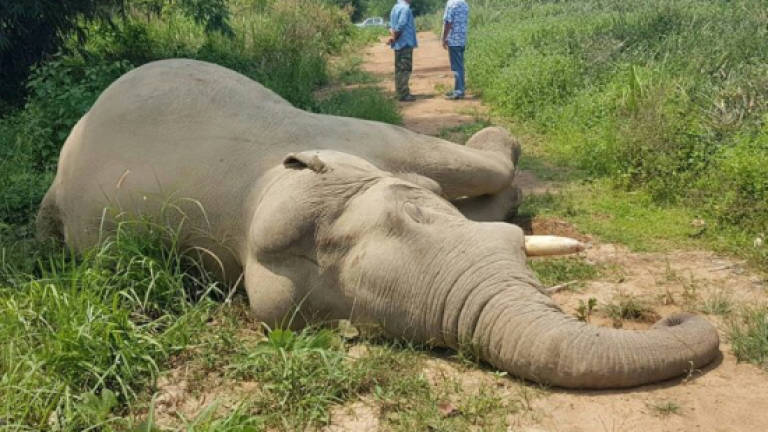 Thai police hunt 'elephant electrocutioner'