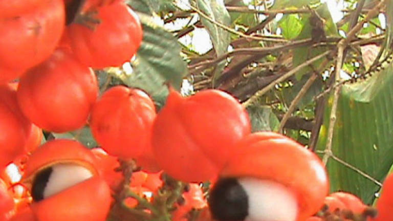 Malaysia looks set to become largest producer of guarana in Asia Malaysia looks set to become largest producer of guarana in Asia
