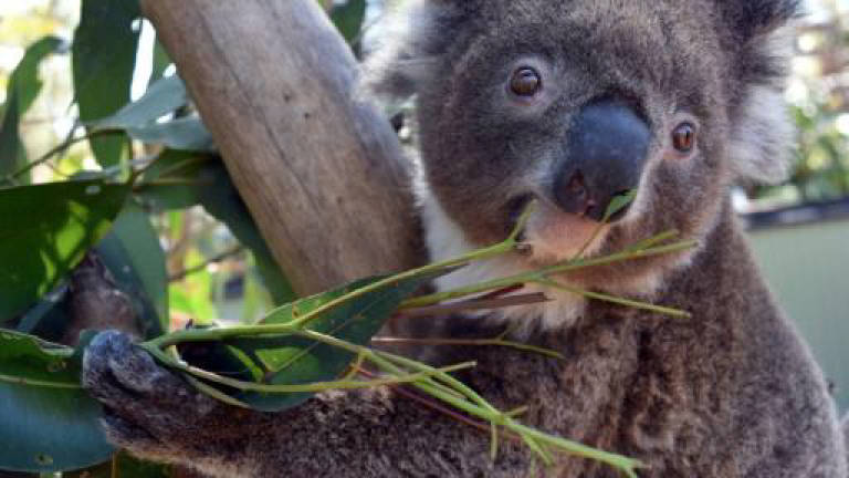 Lovelorn koala nabbed after zoo escape in hunt for mate