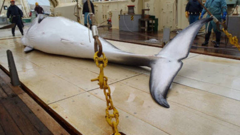 Japan whale hunt killed 122 pregnant minkes
