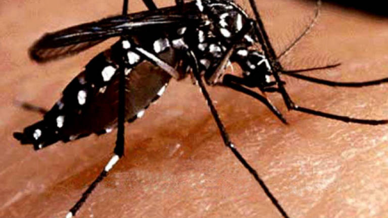 Selangor records highest dengue cases: SWCorp