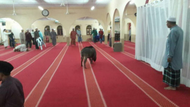 Wild boar wreaks havoc after running into mosque, worshipper injured