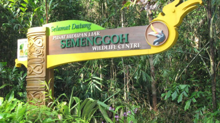 Semenggoh wildlife rehabilitation centre awaits royal visit