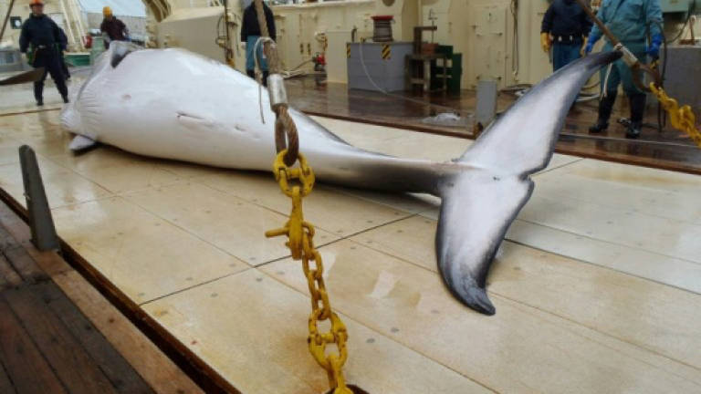 Graphic Australian video of Japanese whaling released