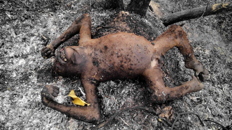 Orangutans burnt to death in Indonesia