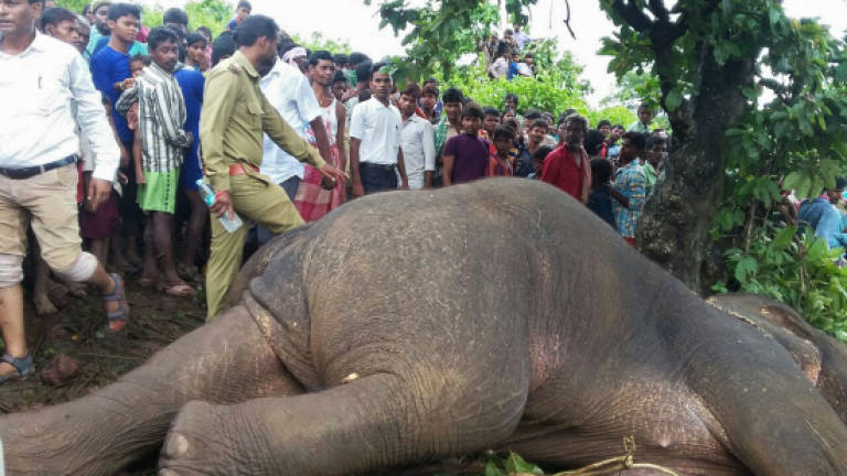 Hunter fells elephant that killed 15 in India