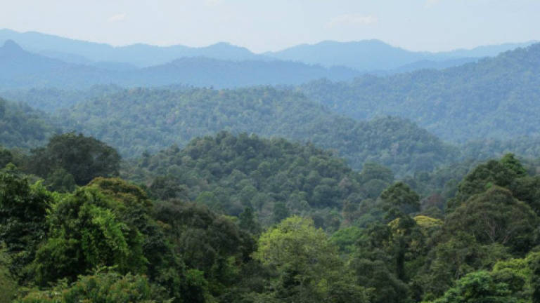 4,515ha of permanent forest reserves to be converted into plantations
