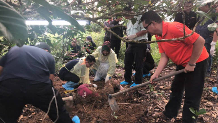 Body found buried in durian orchard
