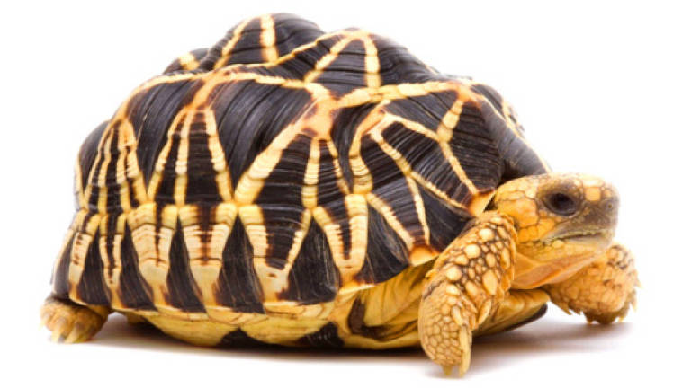 Aksem seizes five Burmese star tortoises worth RM50,000