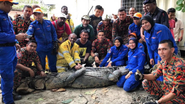Fire and Rescue dept called in to nab 12 foot crocodile