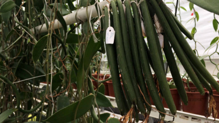 Vanilla and spice next to bloom in Dutch greenhouses