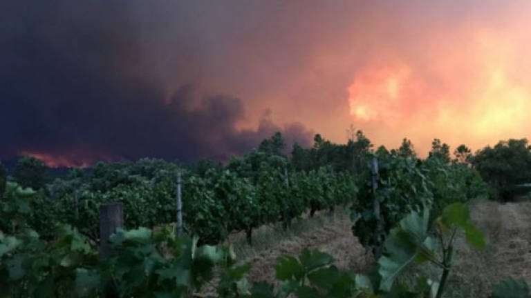 Huge forest fires kill 62 in Portugal (Updated)