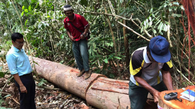 Pahang forestry dept told to increase patrols, monitoring at forest reserves