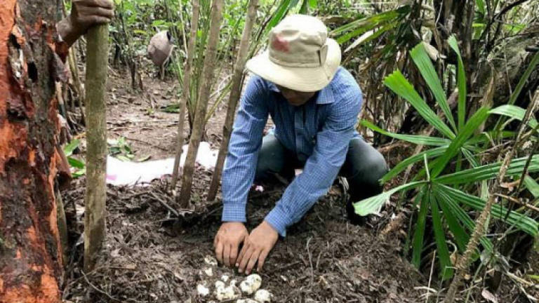 Rare Siamese crocodile eggs found in Cambodia