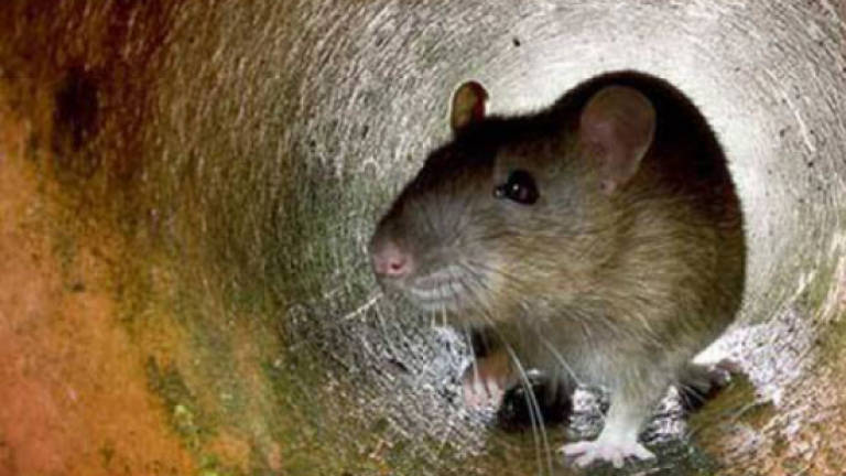 Australian rodent species first victim of climate change?