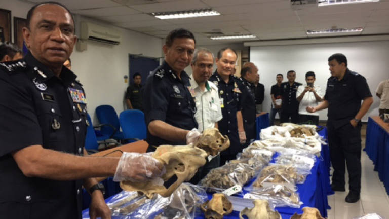 Police cripple wildlife smuggling syndicate, seize RM1m in contraband