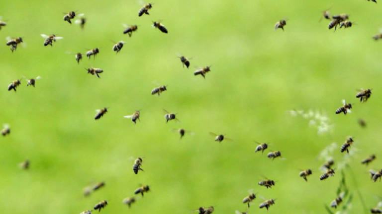 PPK employee dies from hornet attack