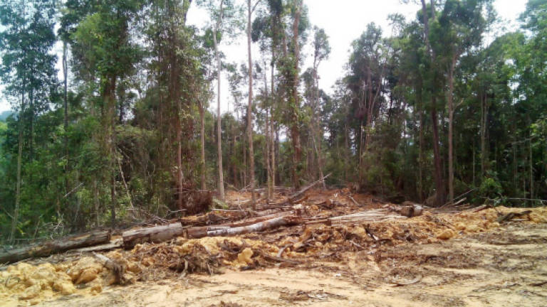 SFC cripples illegal logging at Ulu Sungai Kelawit, Tatau