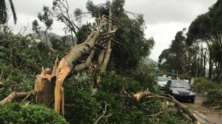 Strong winds down 110 trees in Sabah