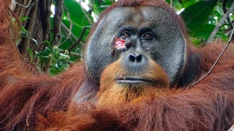 A male Sumatran orangutan named Rakus, with a facial wound below the right eye, is seen in the Suaq Balimbing research site, a protected rainforest area in Indonesia, two days before the orangutan administered wound self-treatment using a medicinal plant, in this handout picture taken June 23, 2022. - REUTERSPIX