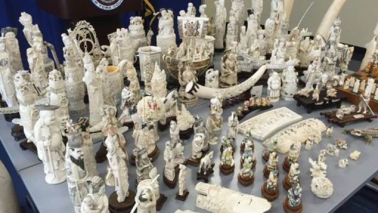 Most illegal ivory from recently killed elephants: Study