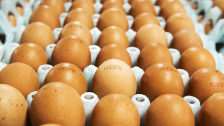 One French farm found with tainted eggs