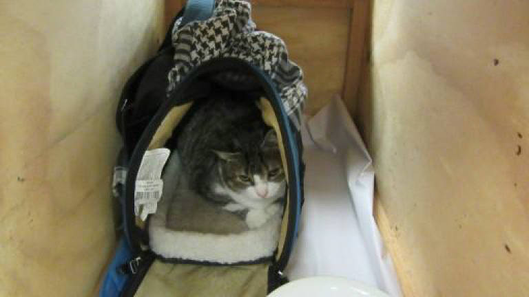 Kitty smuggler lets cat out of the bag in New Zealand