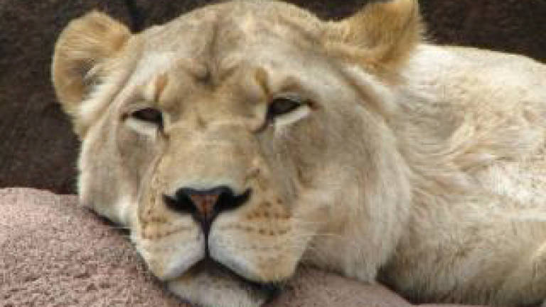 Copenhagen Zoo puts down four healthy lions