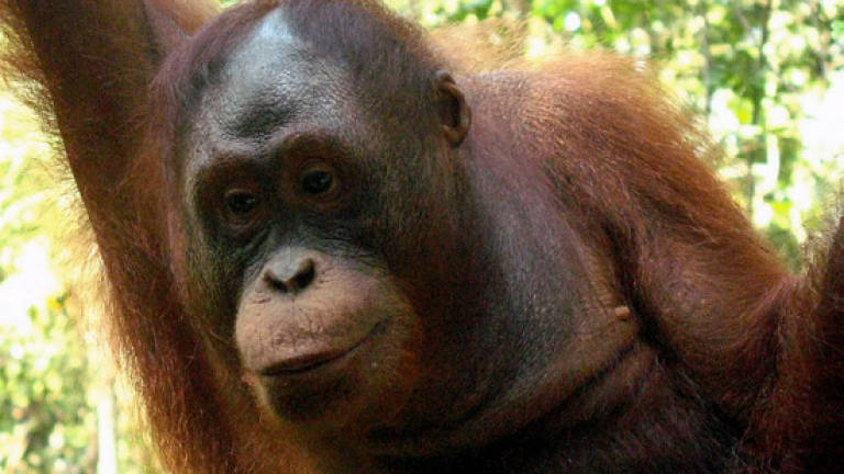 Orangutan found dead in Indonesia was shot 17 times