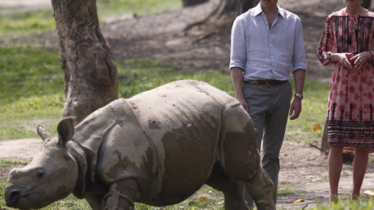 India poachers kill rhino soon after royal couple visit