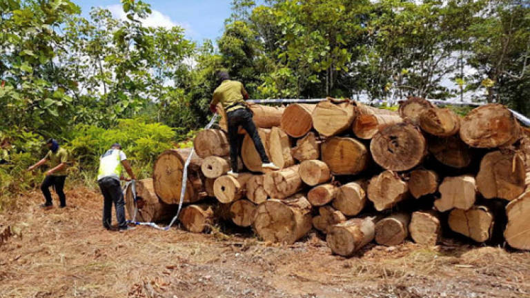 Eight illegals nabbed, logs seized in raid