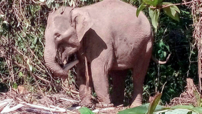 Wild elephant attacks and injures two people in Gerik