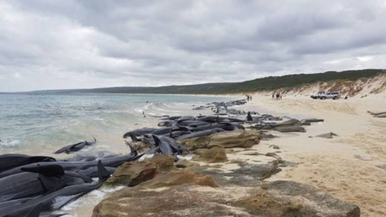 More than 130 pilot whales die in mass Australia beaching