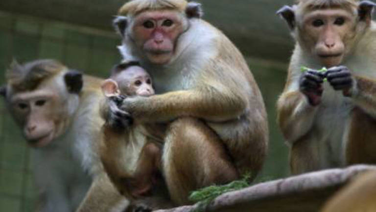 Wildlife Dept to tackle monkey menace in Kamunting