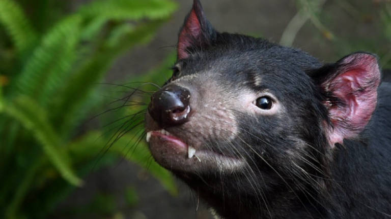 Tasmanian devil fights back against face cancer: Study