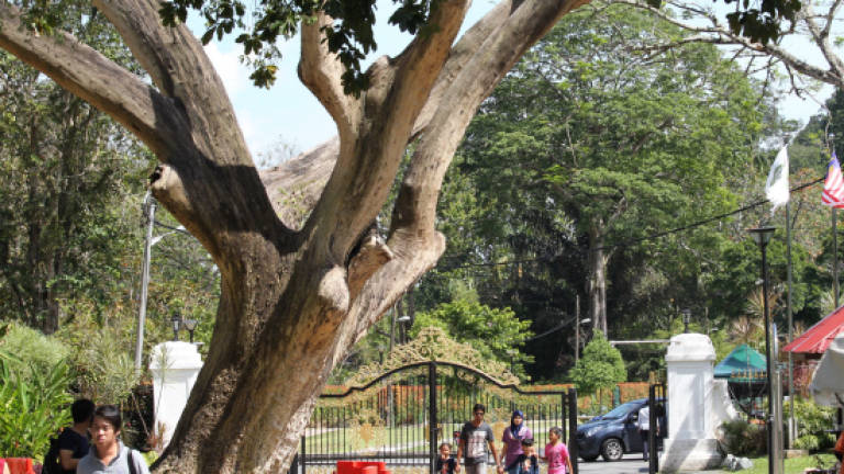 Public split on fate of 130-year-old rain tree (Updated)