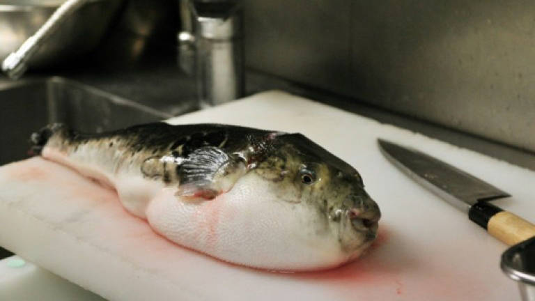 Japan city on alert for deadly blowfish